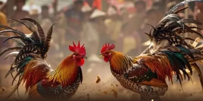 Bí quyết chọn giống gà chiến mạnh mẽ cho đá gà cựa sắt