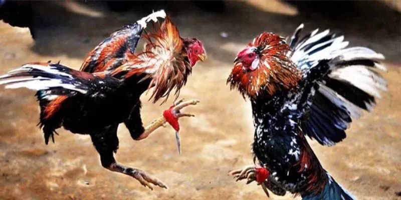 Đá gà cựa sắt và những điểm hấp dẫn khiến người chơi say mê