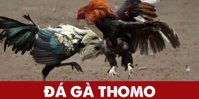 Tổng hợp các hình thức thi đấu Đá gà Thomo mới nhất 2025