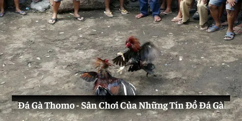Trải nghiệm cá cược Đá gà Thomo kịch tính và hấp dẫn nhất